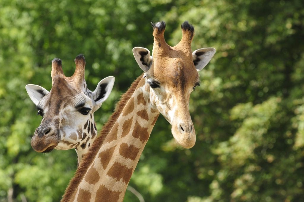 Giraffes