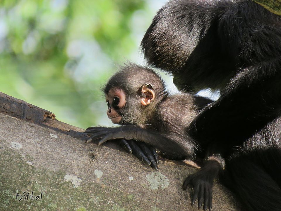 Palm Beach Zoo