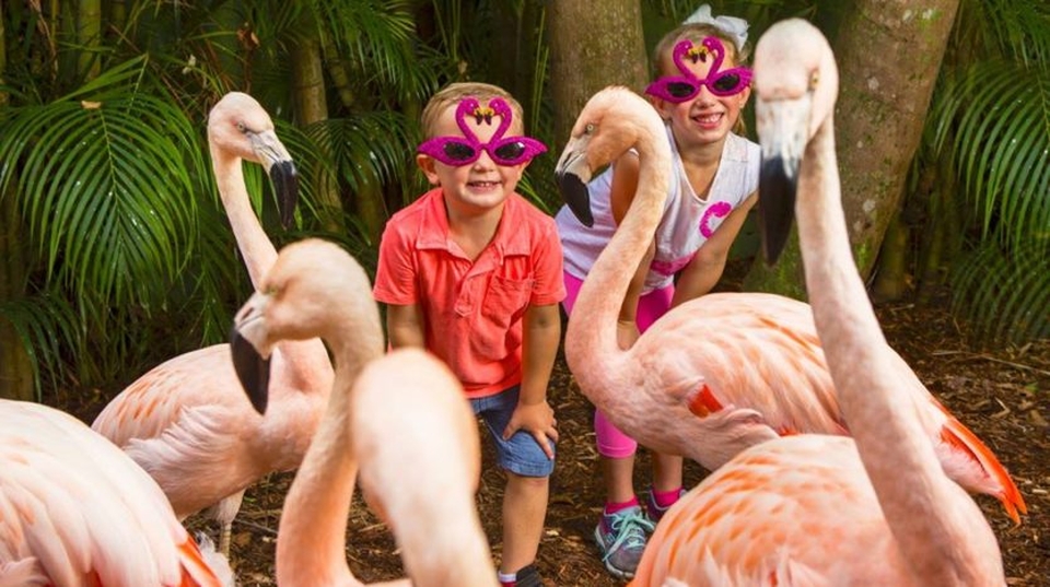 Children enjoying with the flamingos
