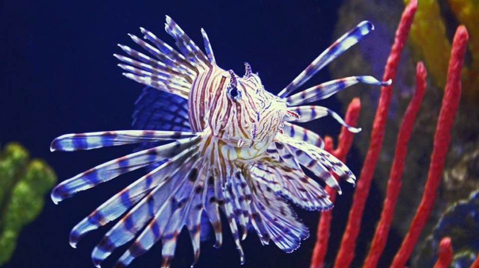 Beautiful Lionfish